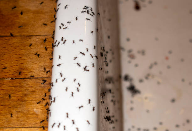 Best Best Pest Control Companies  in Westgate, FL